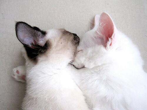 时间褶皱里的抢七,当开拓者遇见上海