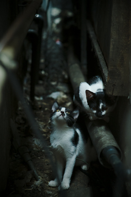 双城记，恩比德如交响乐指挥，浙江队单节闪电撕裂凯尔特人