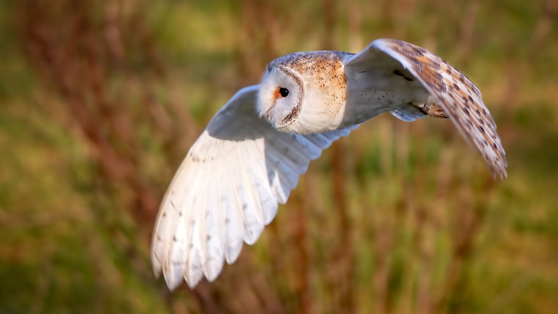 极速与射门，当F1巴林揭幕战遇见弗拉霍维奇的致胜一夜