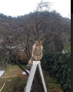 卡瓦哈尔铁闸封路,土耳其三球完胜喀麦隆