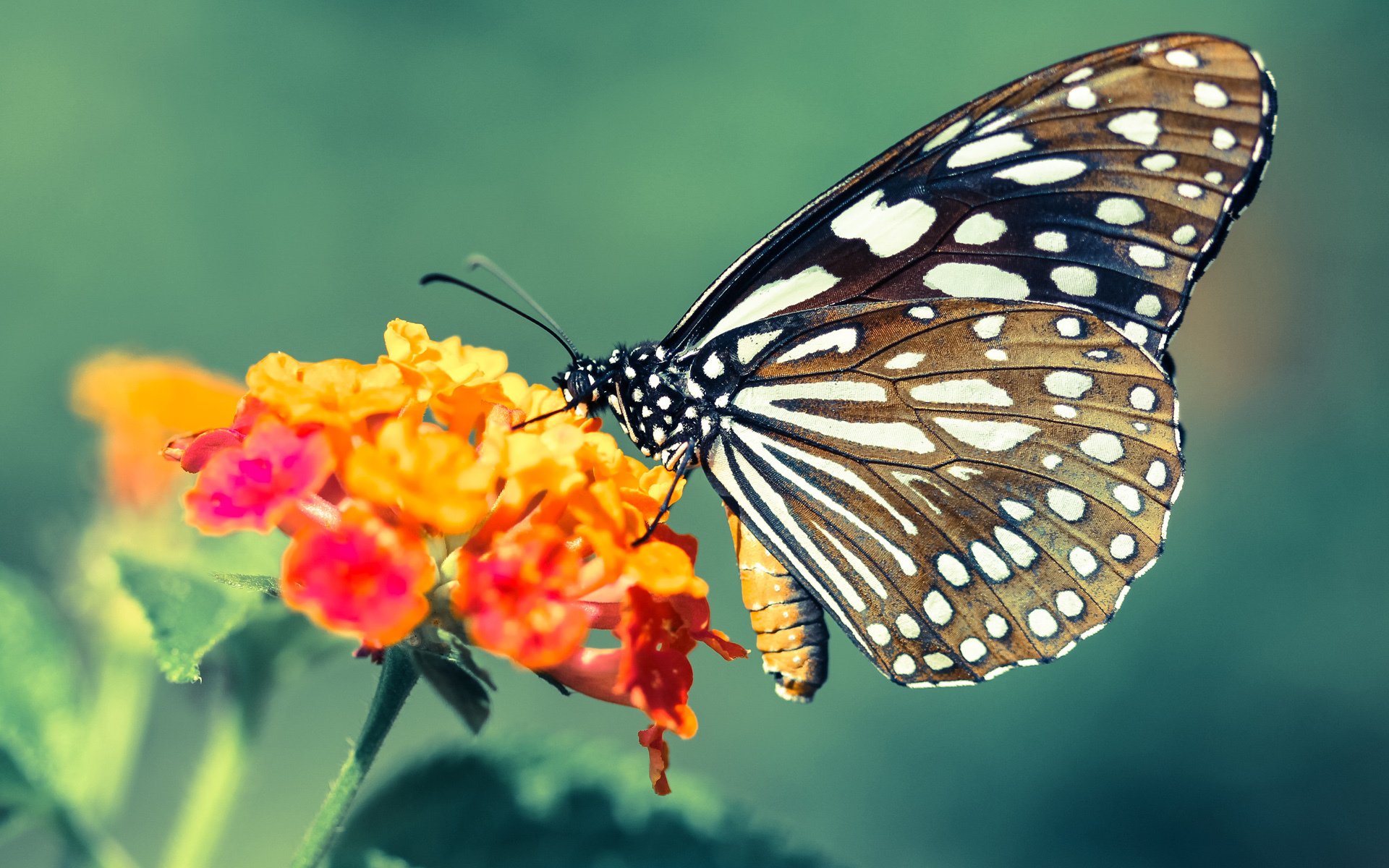 迪巴拉节奏完全掌控，马德里竞技轻取洪都拉斯展现战术大师风范