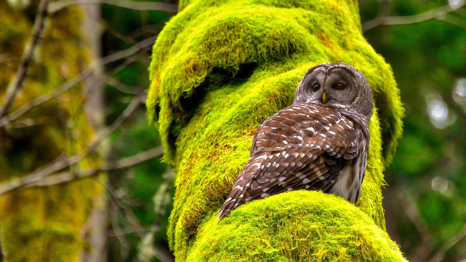 国王主场击溃公牛,米切尔末节17分封神