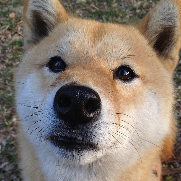 上海铁骑踏碎奇才防线，杰伦格林单节19分导演惊天逆转