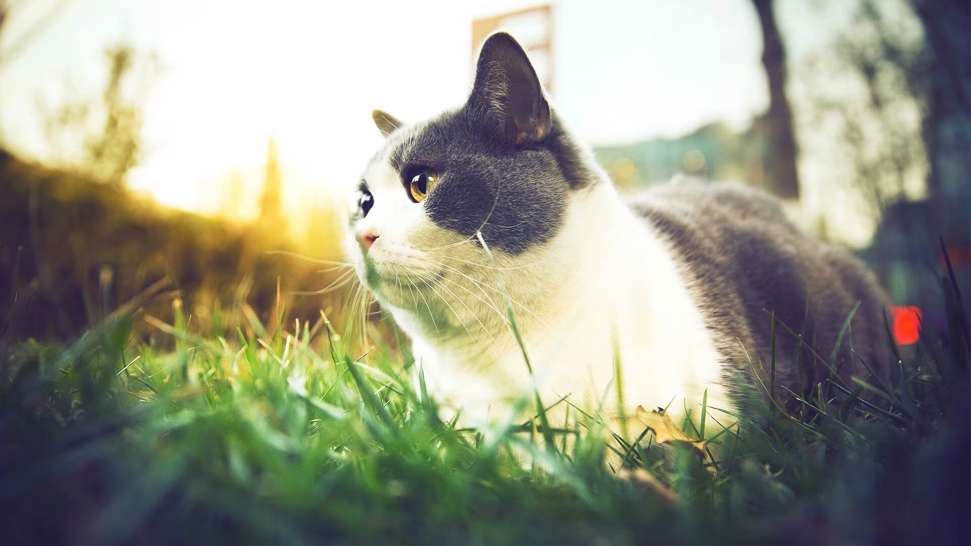 末节惊变!爱德华兹狂飙17分,关键先生单骑救主助广厦带走黄蜂