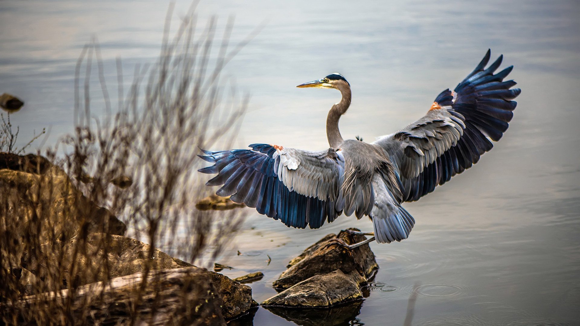 血肉磨盘与羽刃之舞，当掘金的钢铁洪流遇上英格拉姆的持续杀伤
