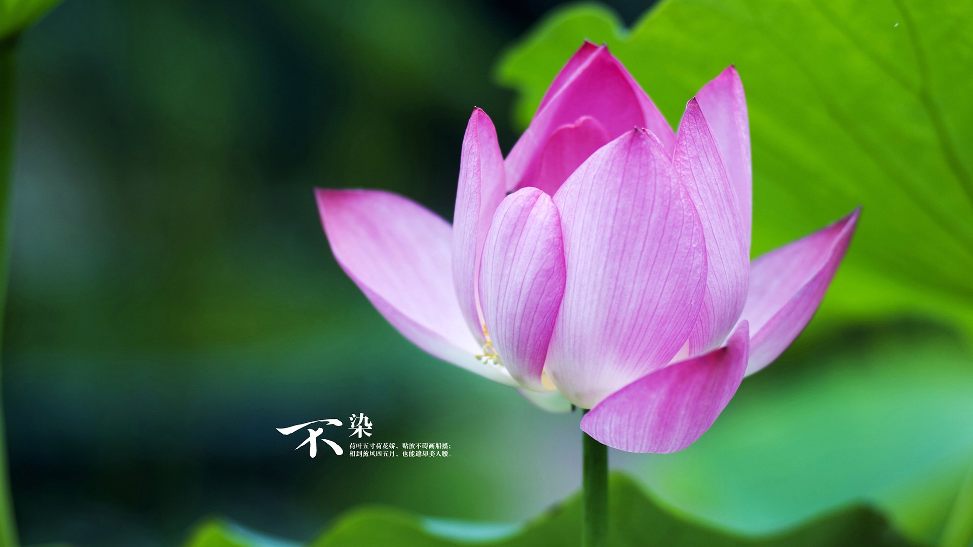 东决假想敌轰然倒地，奇才如何在雄鹿的霸权废墟中绽放？