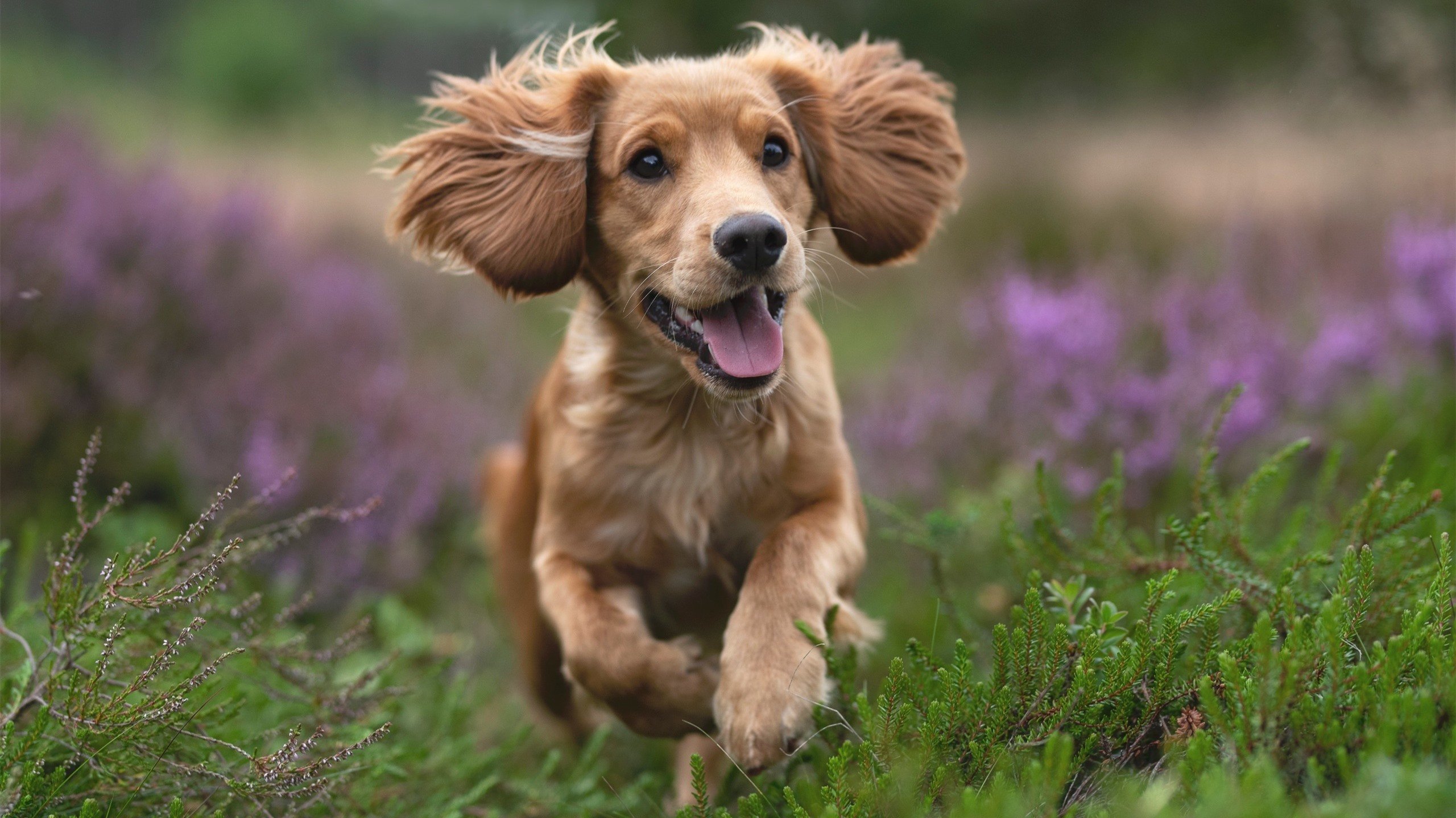 AC米兰友谊赛力克牙买加，阿克关键先生定乾坤