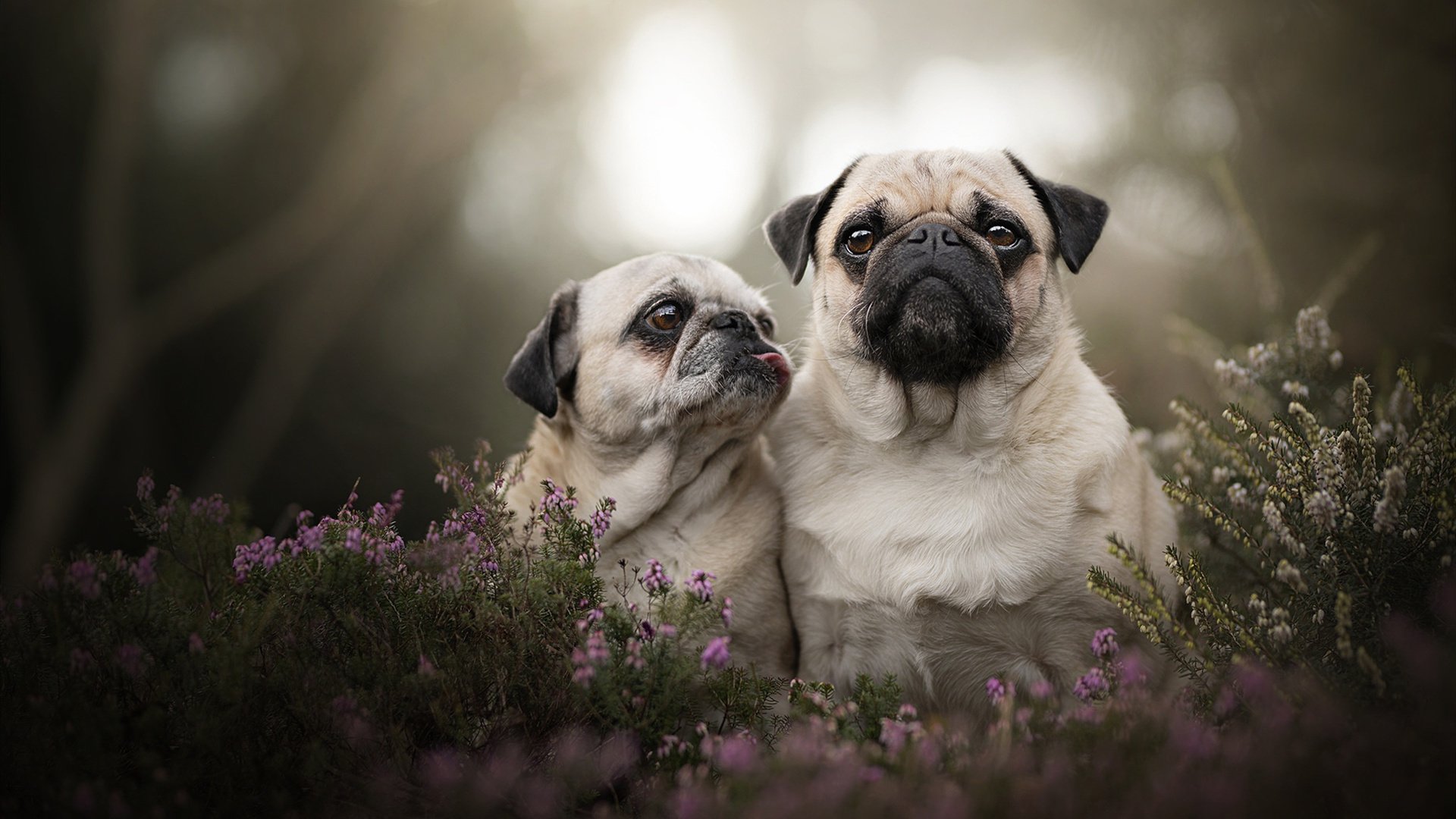 东方群狼的战术革命与法老降临,现代足球的双面神谕