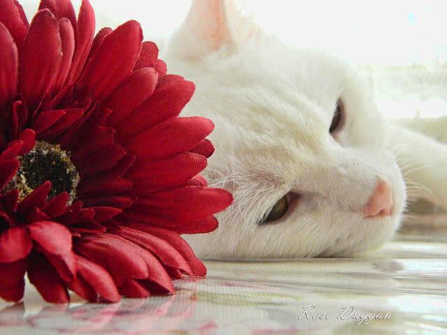 福克斯掌控全局，灰熊独行侠激战，走势尽在猎手囊中