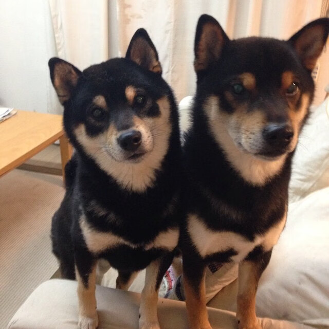 蓝狮风暴席卷北美，切尔西元素主导2026世界杯英委焦点战