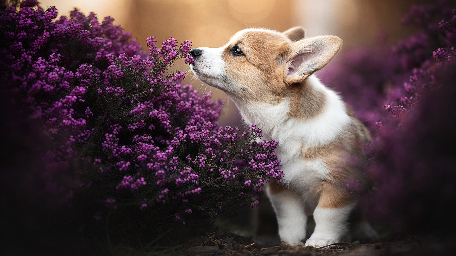 伊布一剑定乾坤，巴西碾压比利时，绿茵场上的双重震撼