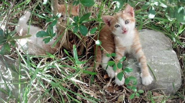 萨卡之夜，当奥运前哨战被涂上枪手红