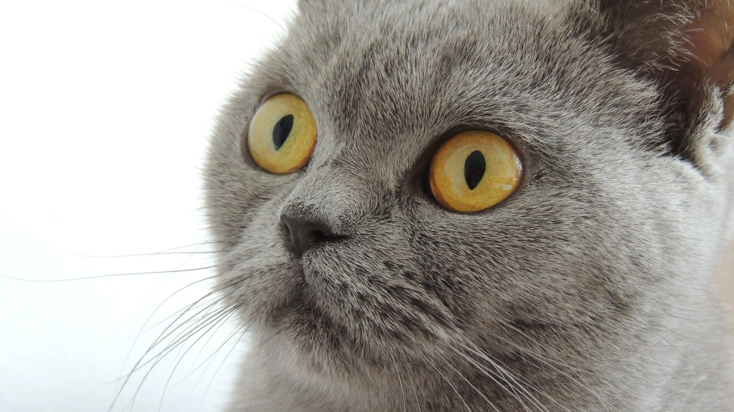 东契奇附体？广厦关键先生不手软，稳扎稳打力克山西