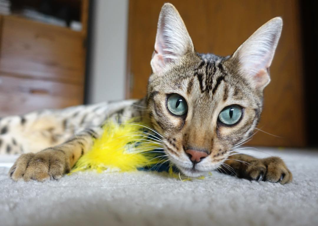 城市之光与暗涌,当深圳绝杀掘金,英格拉姆于德甲战场加冕