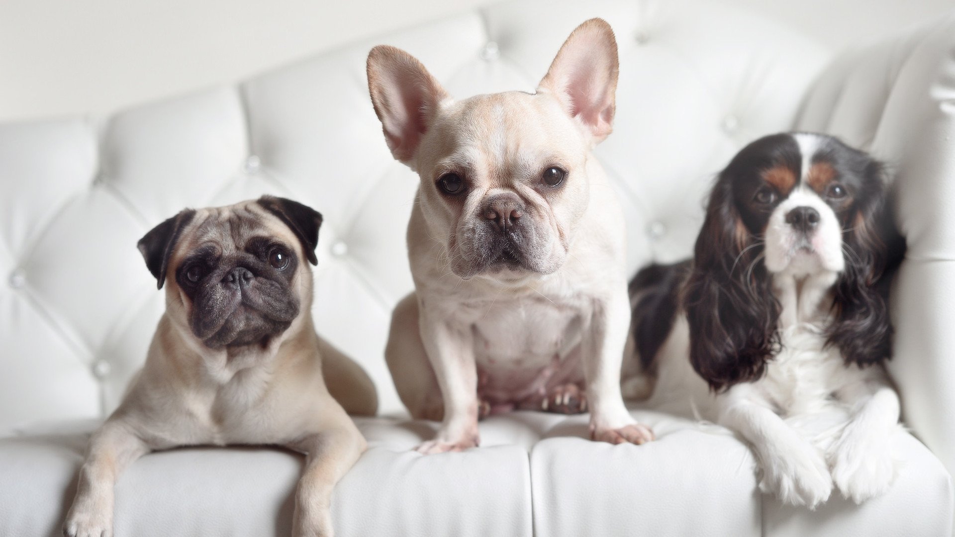 跨洋风暴，伦纳德单刀赴会，上海队堡垒稳如磐石