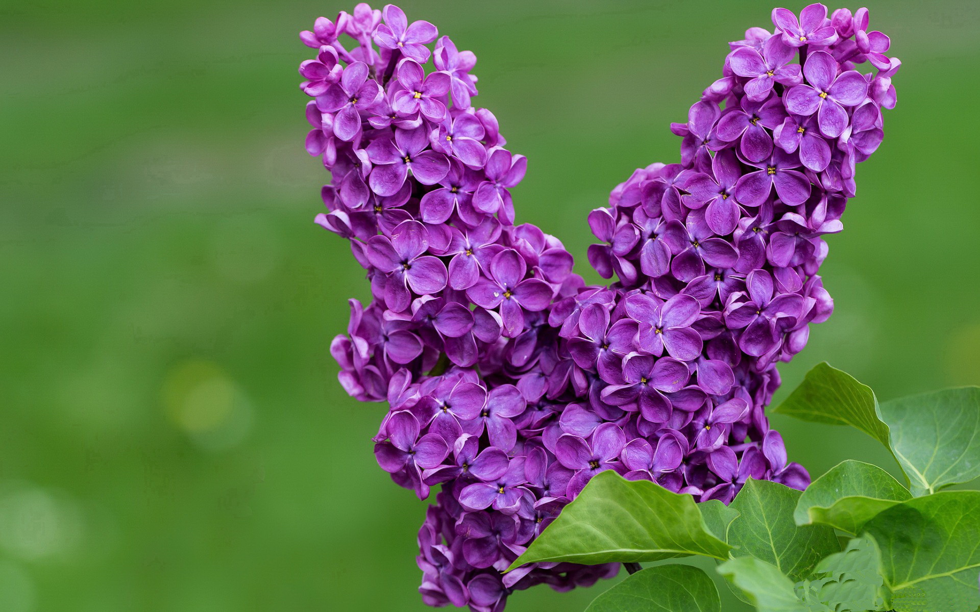 引擎咆哮与青春绽放,当完美表现照亮F1街道赛之夜